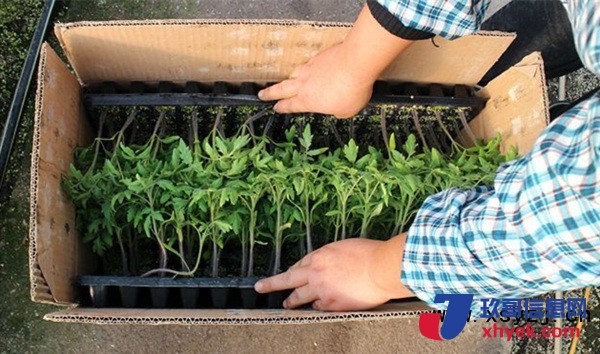 石嘴山嫁接圓茄苗批發(fā)廠家嫁接茄子苗價格_1