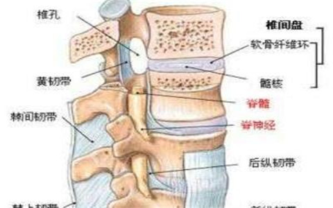 這個方法改善腰椎間盤突出簡單實用關(guān)鍵是效果好（圖）_2