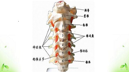 想要治好颈椎病，这些知识你必须了解！_1