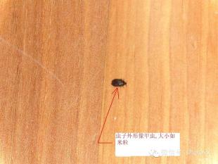 家里的木地板長蟲怎么辦？有什么辦法解決嗎（圖）_1
