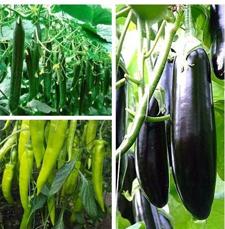 焦作蔬菜苗育苗廠番茄嫁接苗供應(yīng)廠家_1