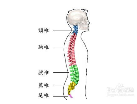 脊柱健康養(yǎng)護(hù)品牌（御脊）招商加盟_2