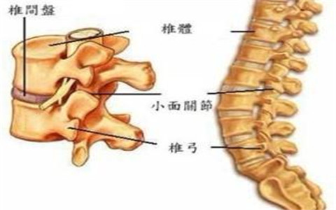 脊椎出現(xiàn)了問題？怎么改善好？_2
