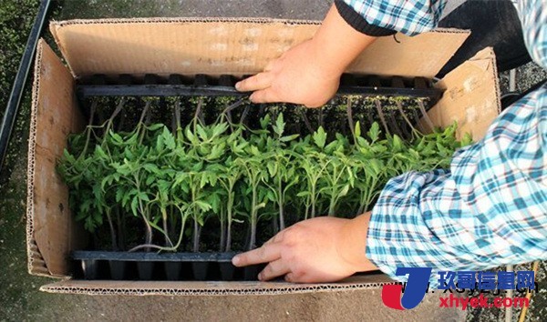 六安綠皮尖椒苗現(xiàn)貨供應二葉一心苗_1