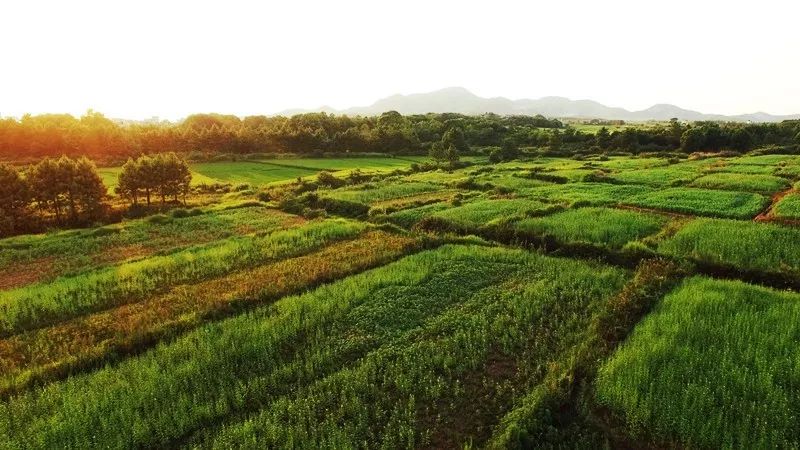 補(bǔ)藥一堆不如芝麻一把，但95%的人都吃錯(cuò)了！（圖）_1
