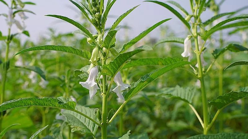 補(bǔ)藥一堆不如芝麻一把，但95%的人都吃錯(cuò)了?。▓D）_3