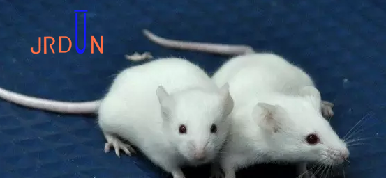動物實(shí)驗(yàn)小白鼠都是無菌的嗎？（圖）_2