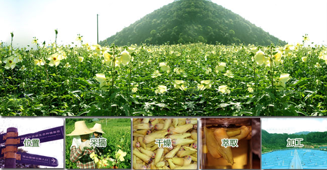 雅致軒的萬(wàn)畝種植基地長(zhǎng)勢(shì)良好_1