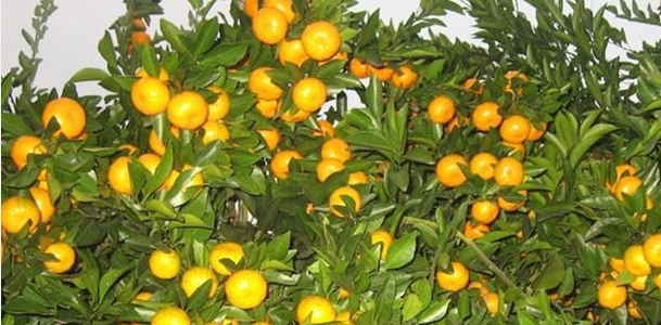 崇左哪里有愛媛30號(hào)苗供應(yīng)_2