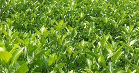 崇左哪里有愛媛30號(hào)苗供應(yīng)_4