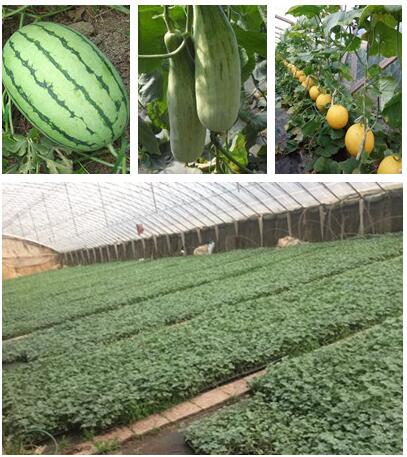 張家口黃瓜嫁接苗代育大黃瓜苗育苗廠_1