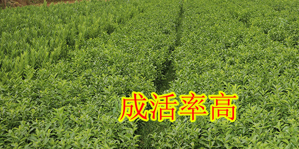 崇左供應(yīng)脆蜜金柑苗｜崇左脆蜜金柑種苗哪里買比較好｜崇左脆蜜金柑苗價(jià)格_1