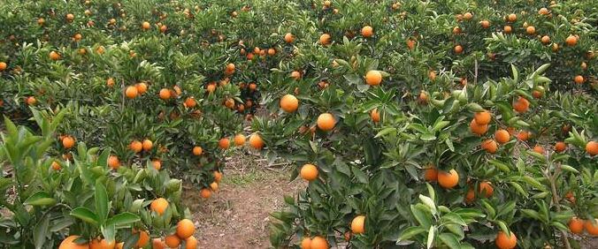 崇左供應(yīng)脆蜜金柑苗｜崇左脆蜜金柑種苗哪里買比較好｜崇左脆蜜金柑苗價(jià)格_2