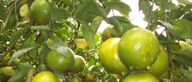 崇左供應(yīng)脆蜜金柑苗｜崇左脆蜜金柑種苗哪里買比較好｜崇左脆蜜金柑苗價(jià)格_4