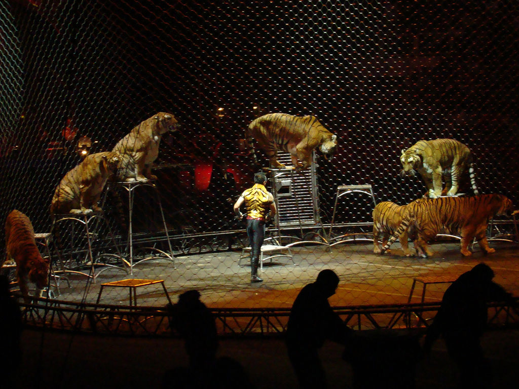 馬戲團(tuán)出租2018馬戲團(tuán)巡演租賃（圖）_1