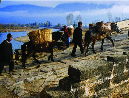 臻溪金花茶珍，一個從茶飲到茶醫(yī)學的跨越_1