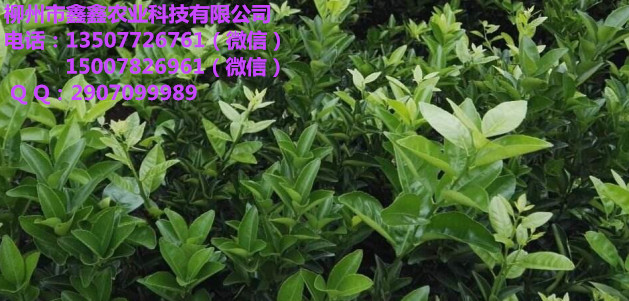 河池茂谷柑桔苗多少錢一株_3