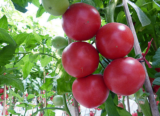 長春辣椒苗/圓椒苗代育批發(fā)各種辣椒苗（圖）_1