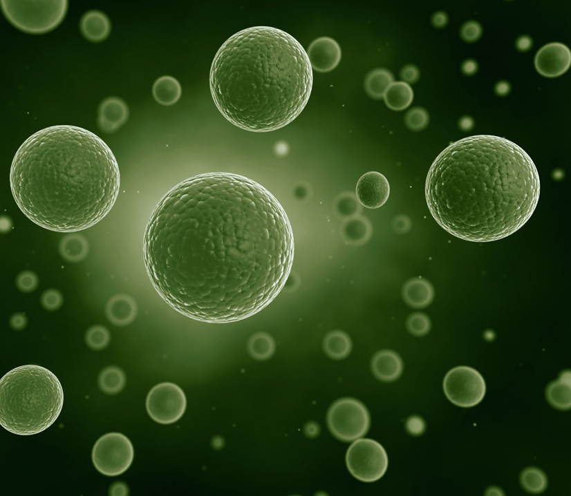 原代細(xì)胞的分離和制作（圖）_1