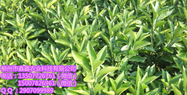 來(lái)賓內(nèi)-江大雅柑苗哪家好_1