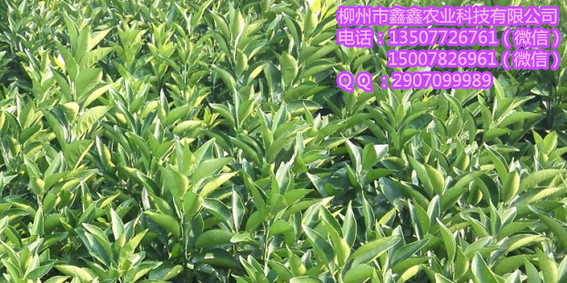 來(lái)賓內(nèi)-江大雅柑苗哪家好_2