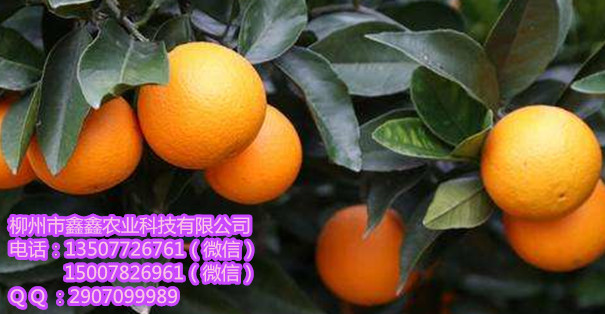 來(lái)賓內(nèi)-江大雅柑苗哪家好_3