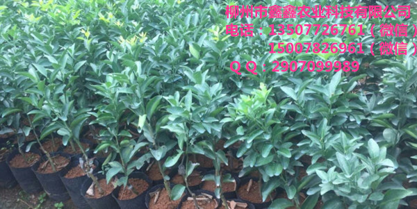 來賓供應來賓沙糖桔樹苗｜來賓哪里有來賓沙糖桔樹苗基地_3