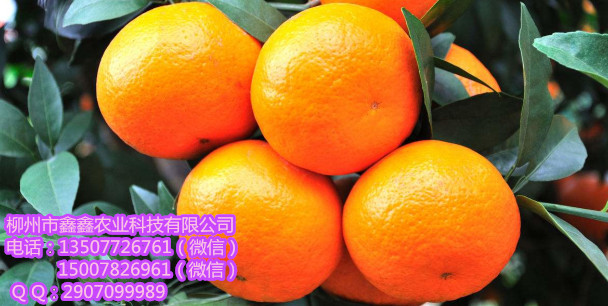 欽州無(wú)核沃柑苗價(jià)格多少錢(qián)_2