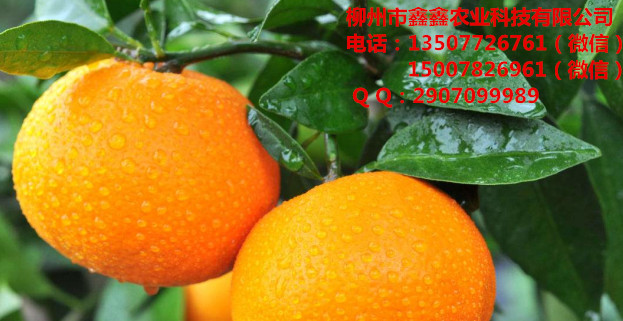 欽州無(wú)核沃柑苗價(jià)格多少錢(qián)_3