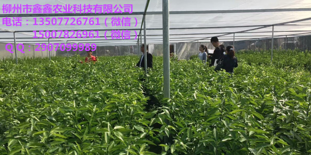欽州金桔苗價格目前多少錢_3