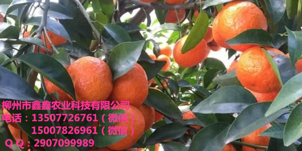 钦州哪里有耐低温晚熟柑橘新品种苗卖_2