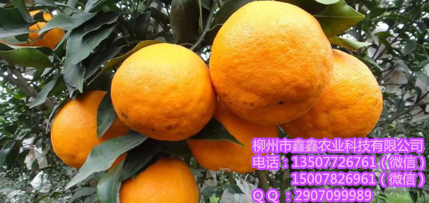 欽州大量水果苗批發(fā)_欽州哪家水果苗批發(fā)基地比較好_欽州水果苗基地銷售_2