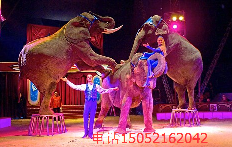 馬戲團(tuán)表演出租馬戲團(tuán)演出專業(yè)團(tuán)隊(duì)動(dòng)物雜技節(jié)目方案_1