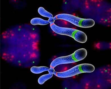 核型分析的原理簡介（圖）_1