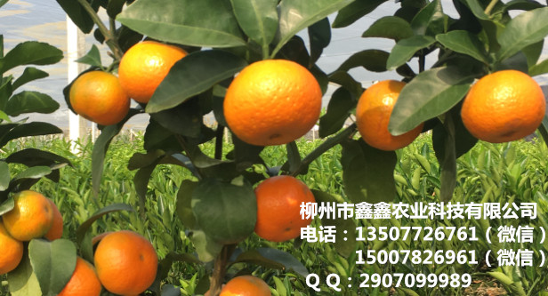 防城港哪里有柑橘苗檢疫過(guò)的賣(mài)_1