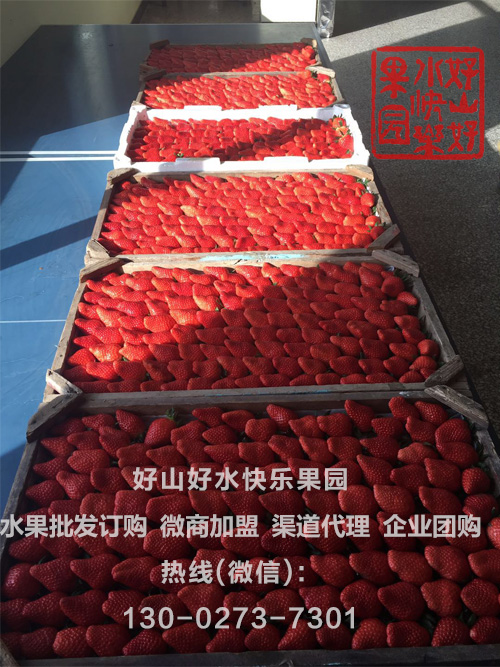 南方地区生态草莓直供，一手货源，可企业团购，微商分销批发_2