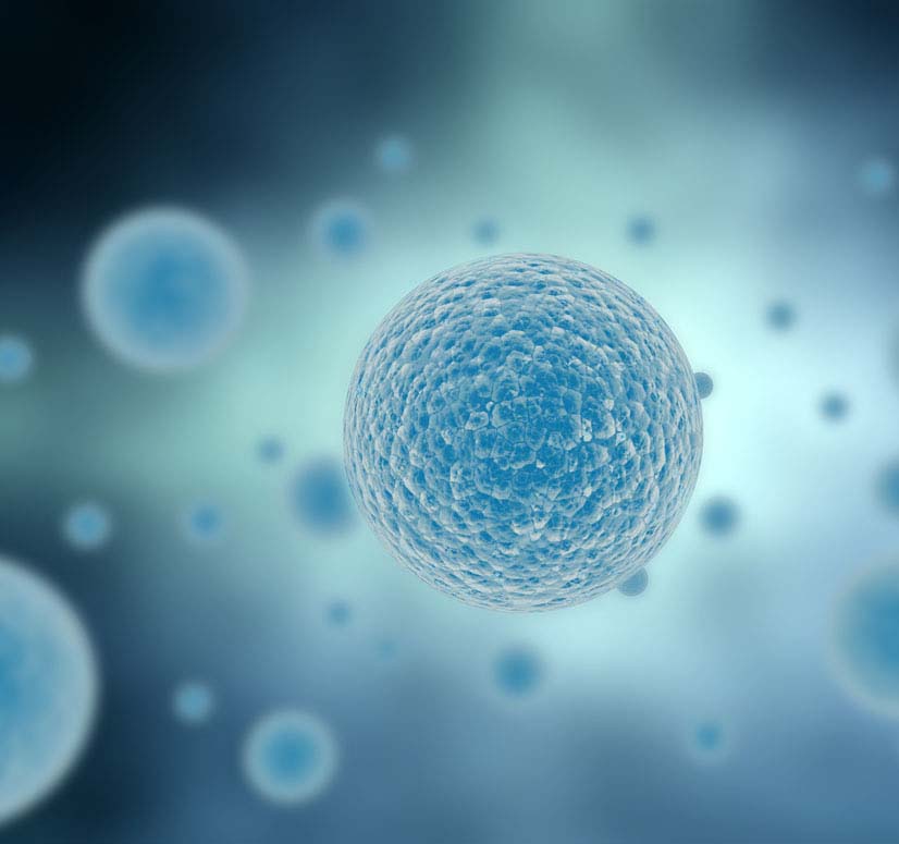 單克隆抗體的定義及制備流程（圖）_1