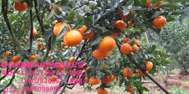 玉林改良茂谷柑苗價格多少錢_1