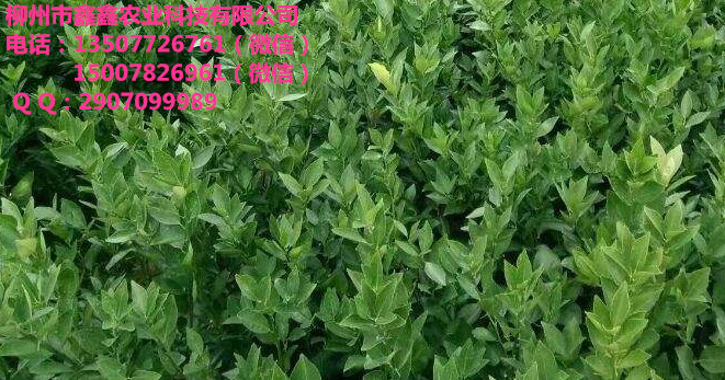 玉林改良茂谷柑苗價格多少錢_2