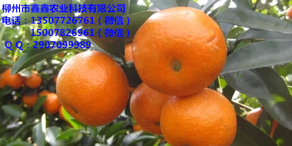 玉林哪里有優(yōu)質茂谷柑杯苗基地_1