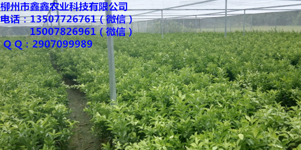 荔浦供應(yīng)柑桔樹(shù)苗｜荔浦柑桔樹(shù)苗基地批發(fā)在哪｜荔浦柑桔樹(shù)苗價(jià)格_2