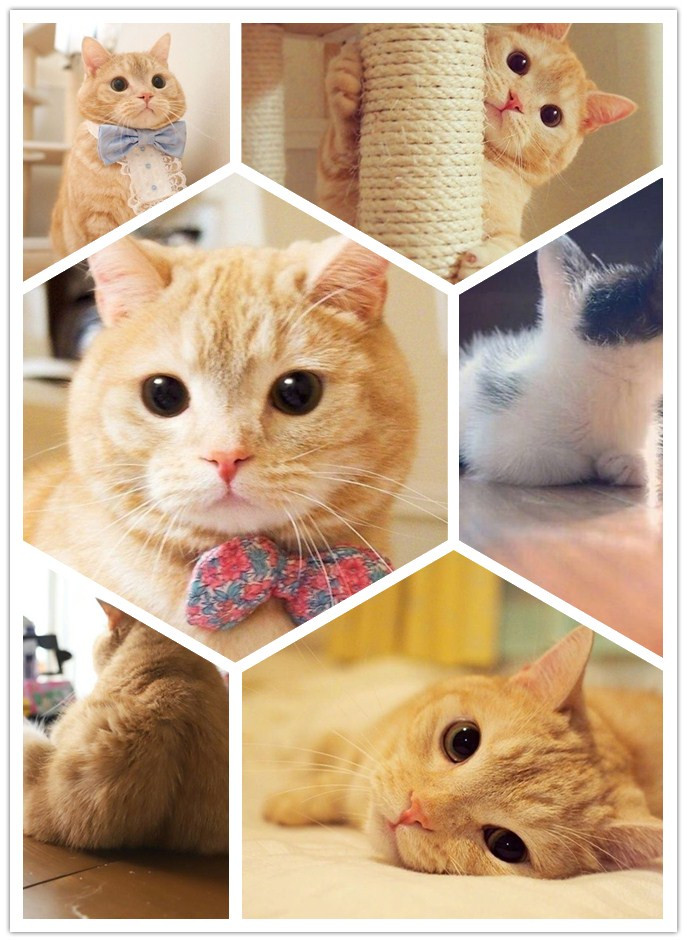 吸貓都治愈不了你？那么加上動漫主題餐廳呢（圖）_1