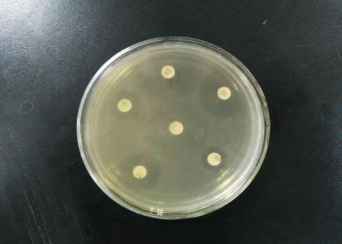 伊莱特抗菌实验（河南省畜牧研究所）（图）_12