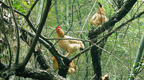 哪家餐飲店用零激素的雞？零激素的雞有什么好處？（圖）_1