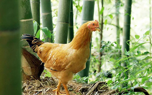 哪家餐飲店用零激素的雞？零激素的雞有什么好處？（圖）_3