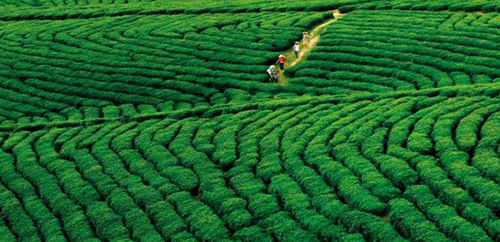文帝贡茶以老传统工艺制茶，缔造中国特色的茶叶品牌。（图）_1
